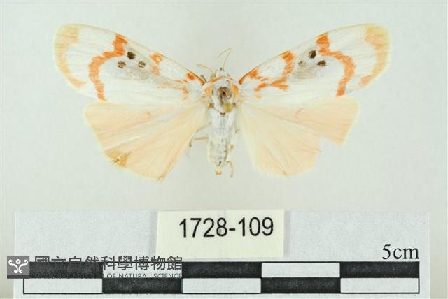 臺雪苔蛾藏品圖，第1張