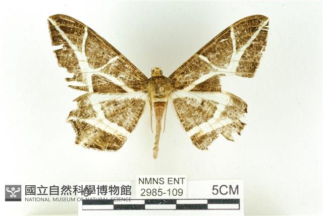 樹形尺蛾藏品圖，第1張