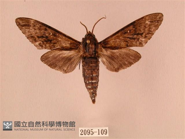 白星天蛾藏品圖，第1張