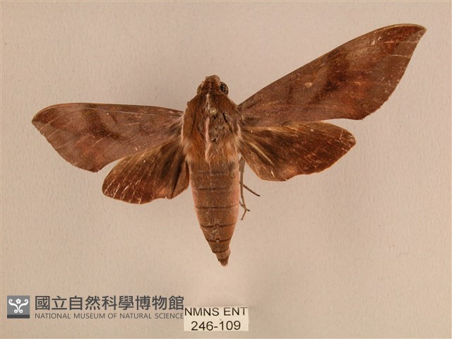 背中白天蛾藏品圖，第1張