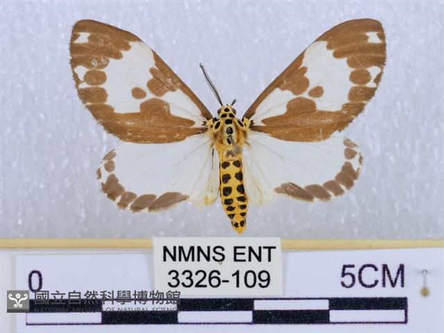 後凸蝶燈蛾藏品圖，第1張