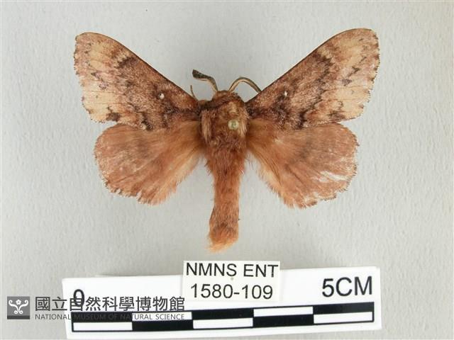 臺灣鋸紋枯葉蛾藏品圖，第1張