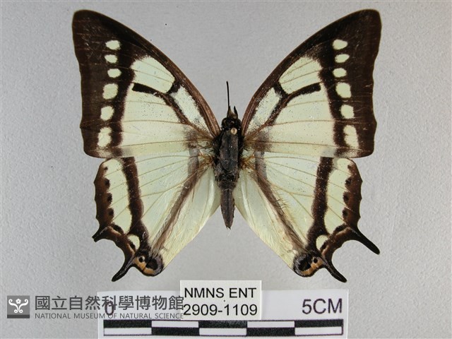小雙尾蛺蝶藏品圖，第1張