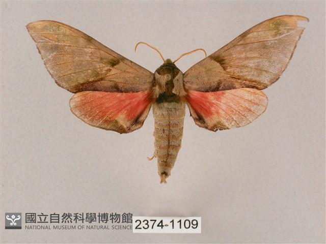 榆綠天蛾藏品圖，第1張