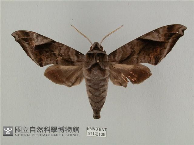 全緣缺角天蛾藏品圖，第1張