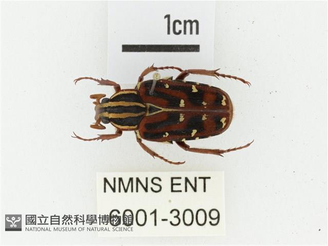 巴蘭陷紋金龜藏品圖，第1張