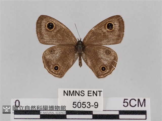 密紋波眼蝶藏品圖，第1張