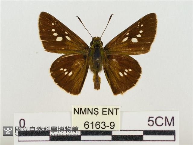 長紋禪弄蝶藏品圖，第1張