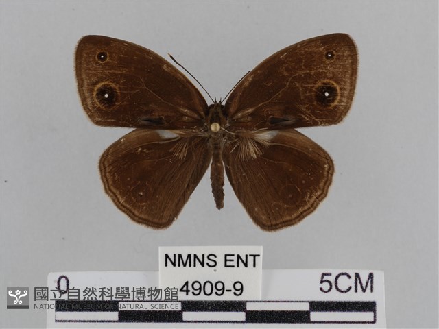 紫帶眉眼蝶藏品圖，第1張