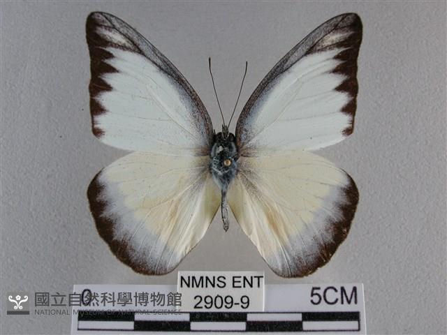 異色尖粉蝶藏品圖，第1張