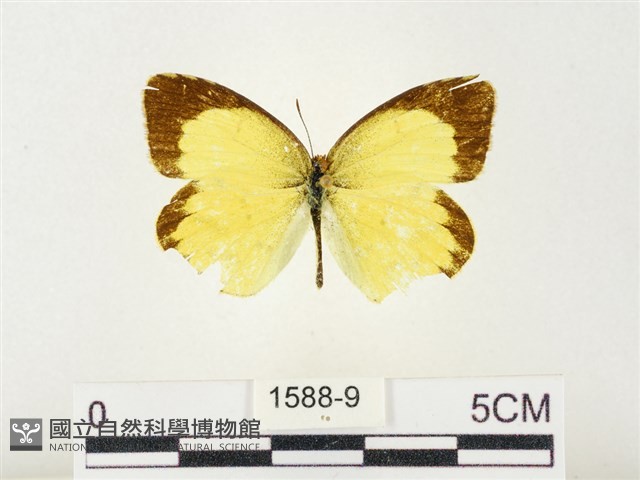 星黃蝶藏品圖，第1張