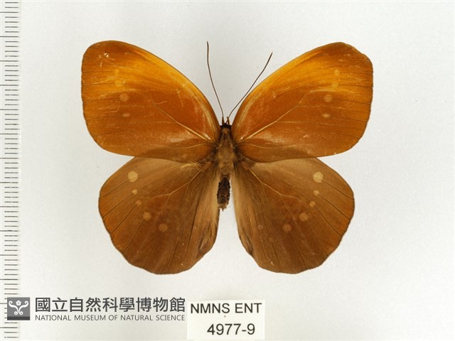 串珠環蝶藏品圖，第1張