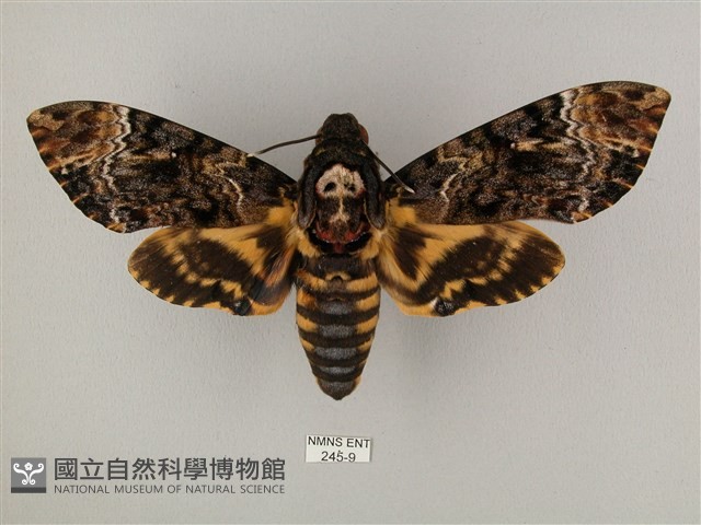 鬼臉天蛾藏品圖，第1張