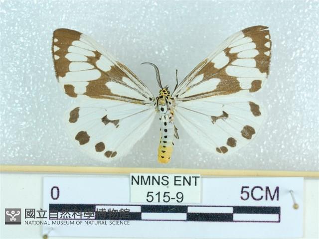 粉蝶燈蛾藏品圖，第1張