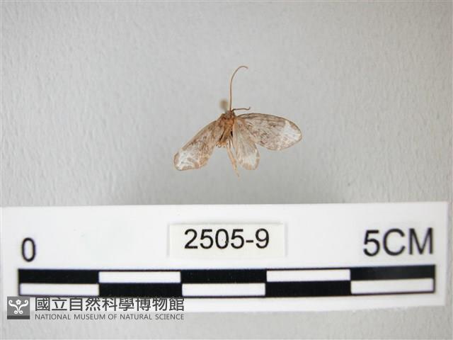 臺灣卵翅蛾藏品圖，第1張