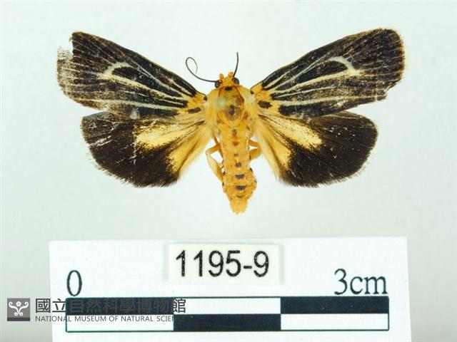 黃肩奇蛾藏品圖，第1張