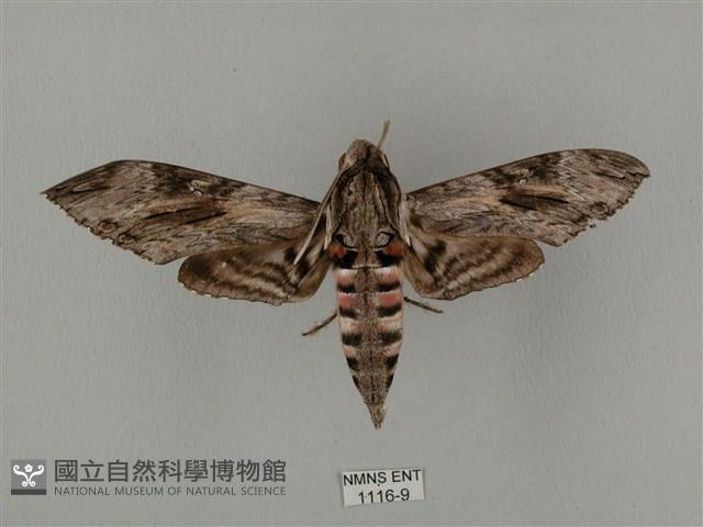 蝦殼天蛾藏品圖，第1張