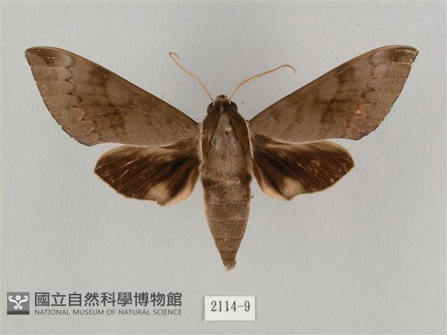 盾天蛾藏品圖，第1張