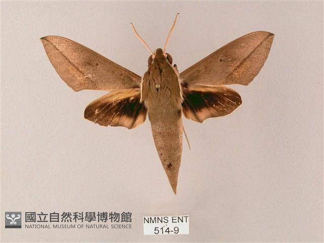 藏斜紋天蛾藏品圖，第1張