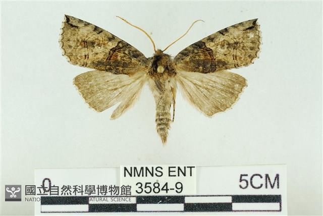 基黑新波紋蛾藏品圖，第1張