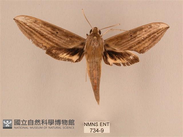 背線天蛾藏品圖，第1張