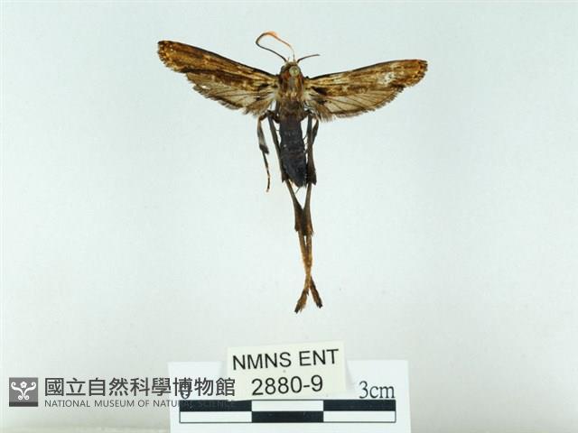 長腳大織蛾藏品圖，第1張