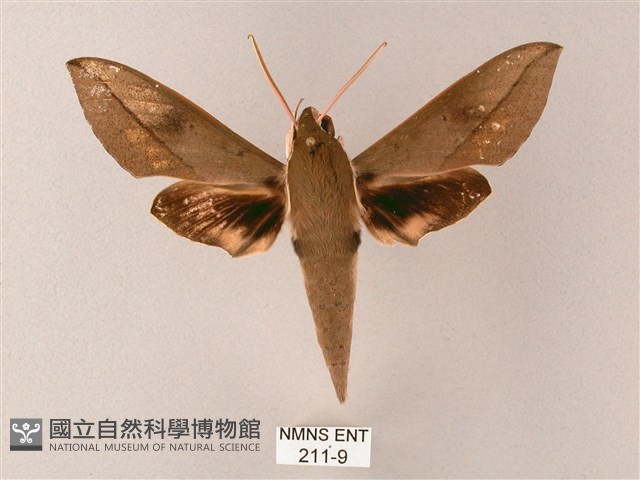 藏斜紋天蛾藏品圖，第1張