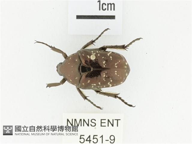 東方白點花金龜藏品圖，第1張