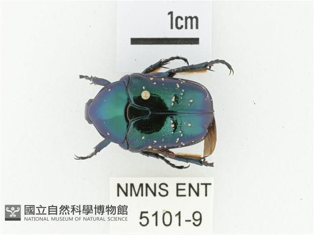 藍艷白點花金龜藏品圖，第1張