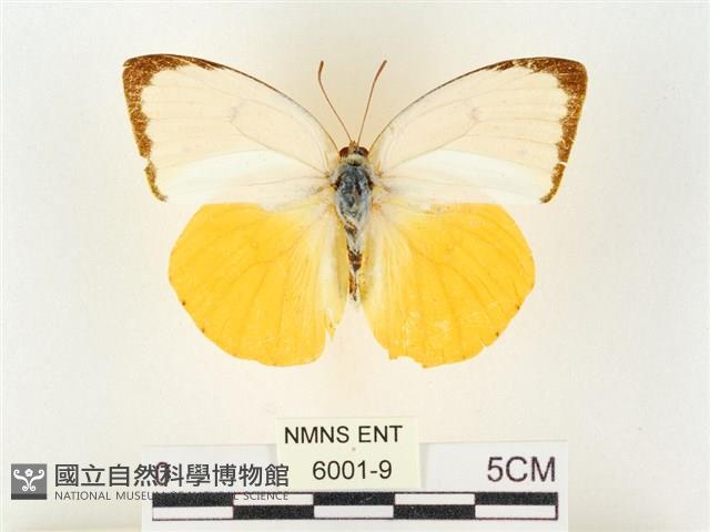 黃裙遷粉蝶藏品圖，第1張