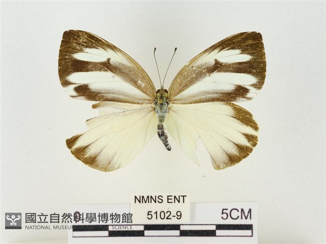 飛龍白粉蝶藏品圖，第1張