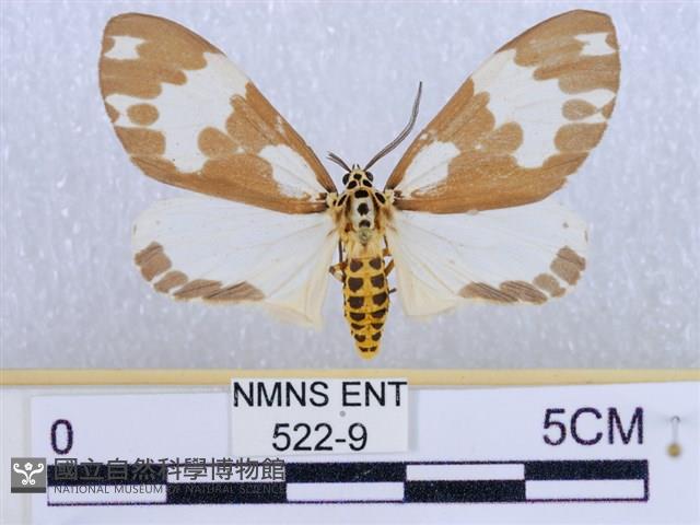 後凸蝶燈蛾藏品圖，第1張