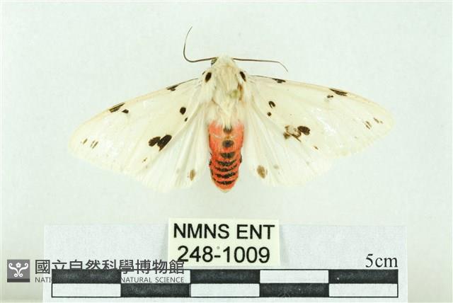 菊池污燈蛾藏品圖，第1張