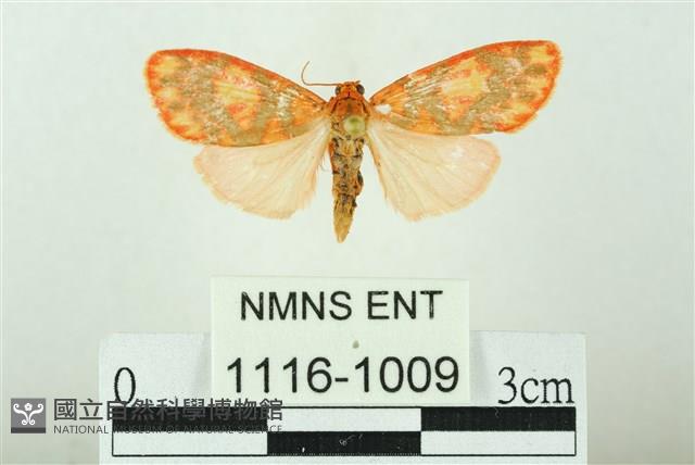 三色豔苔蛾藏品圖，第1張