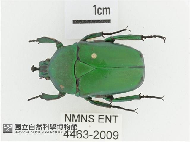 臺灣扇角金龜藏品圖，第1張