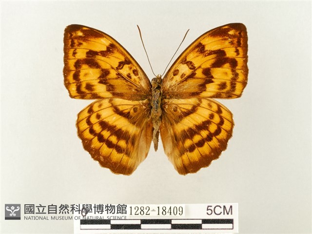 瑙蛺蝶藏品圖，第1張