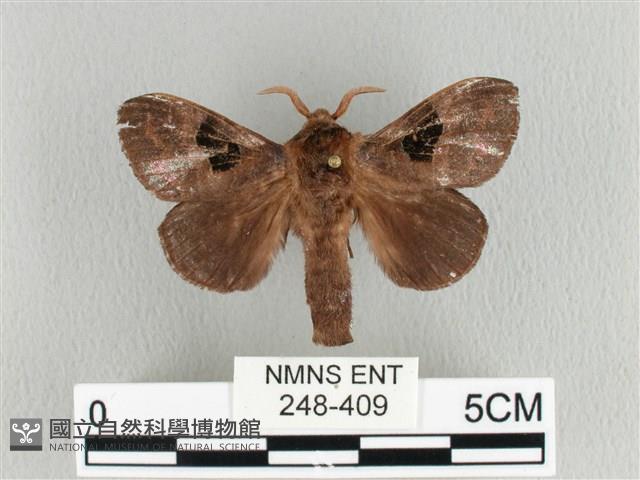 大斑Y毛蟲藏品圖，第1張