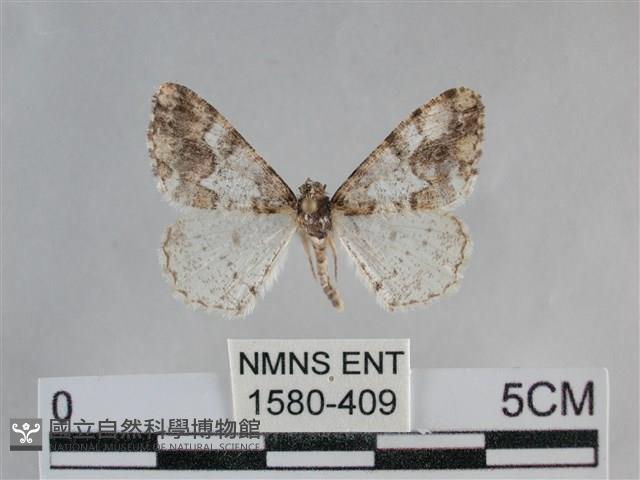 雙峰霜尺蛾藏品圖，第1張