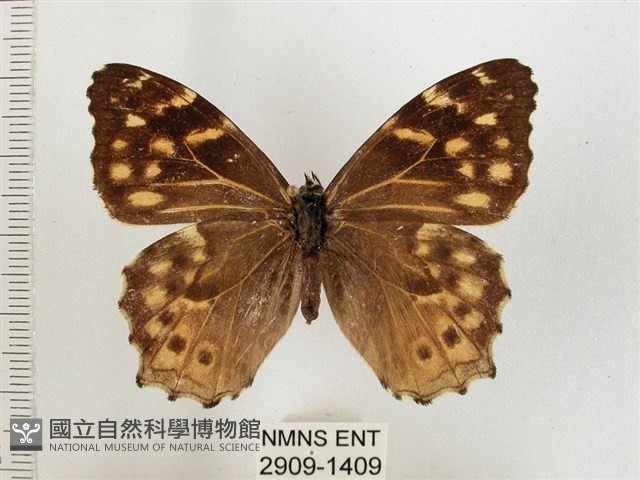 黃斑蔭眼蝶藏品圖，第1張
