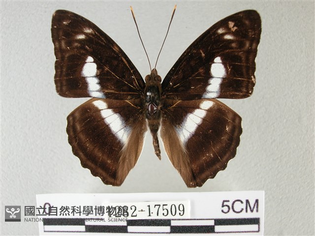 異紋帶蛺蝶藏品圖，第1張
