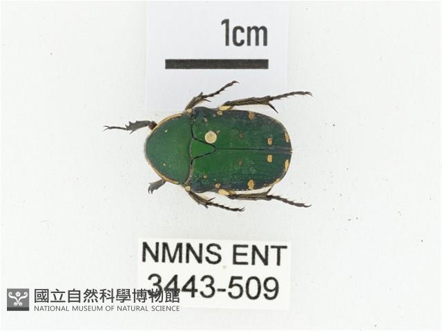 蘭嶼小綠花金龜藏品圖，第1張