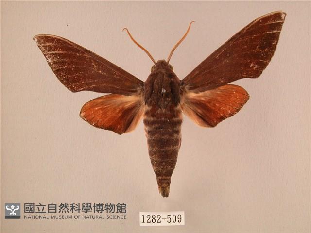 赭色斜帶天蛾藏品圖，第1張