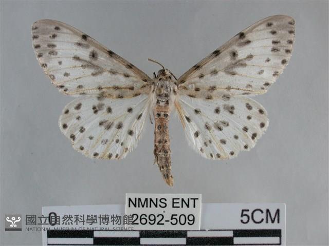大胡麻斑星尺蛾藏品圖，第1張