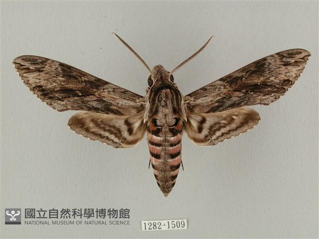 蝦殼天蛾藏品圖，第1張