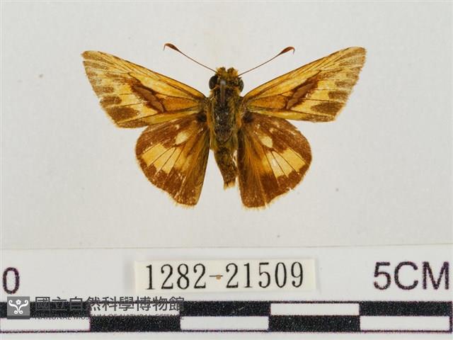 熱帶橙斑弄蝶藏品圖，第1張