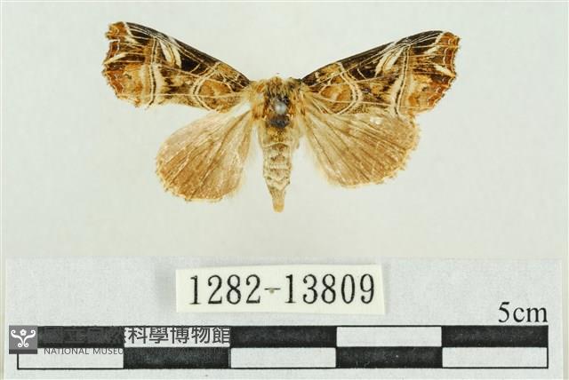 紅暈散紋夜蛾藏品圖，第1張