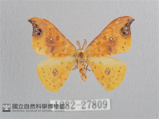銀斑黃鉤蛾藏品圖，第1張