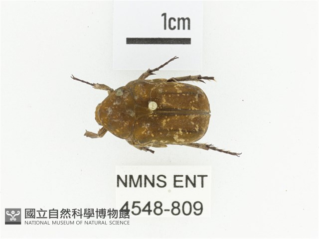 銅點花金龜藏品圖，第1張