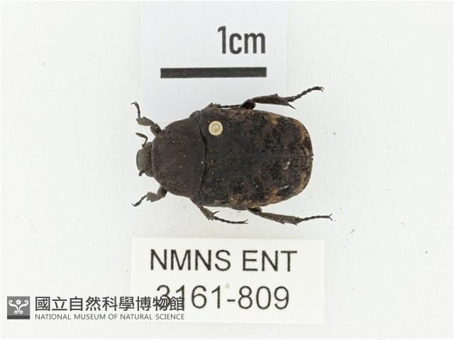 橙斑花金龜藏品圖，第1張