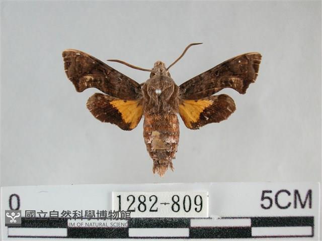 三角凹緣天蛾藏品圖，第1張